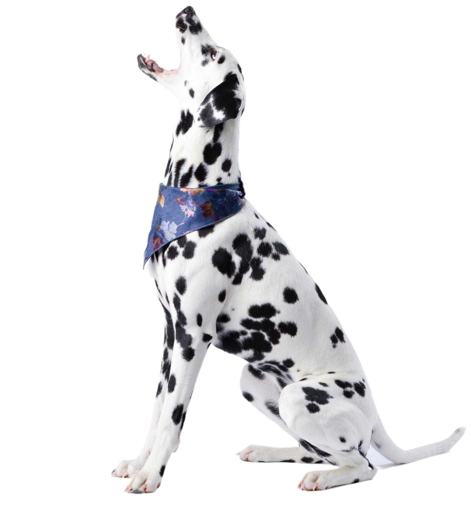 a dalmatian