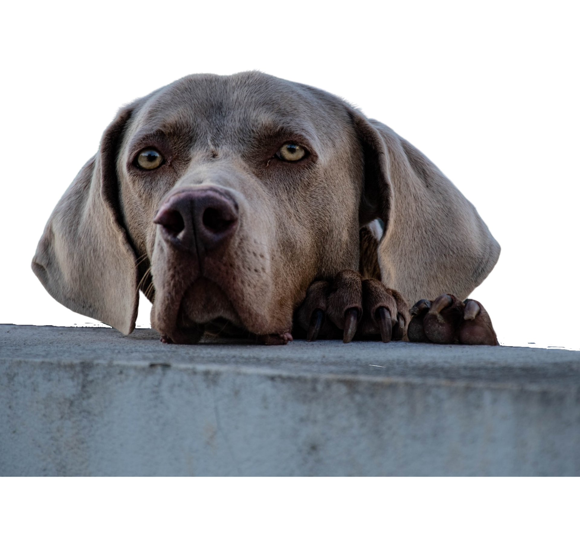 a weimaraner